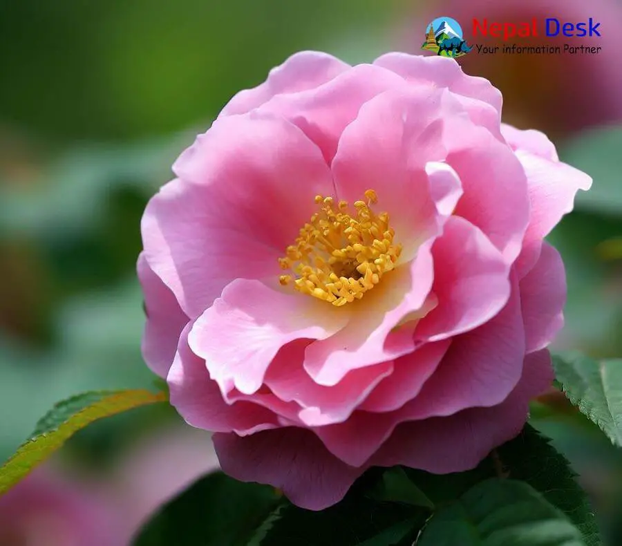 Himalayan Rose Nepal Desk